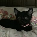 お陰様で里親様決まりました