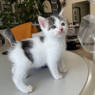 やんちゃで甘えん坊なふわふわ子猫ちゃん