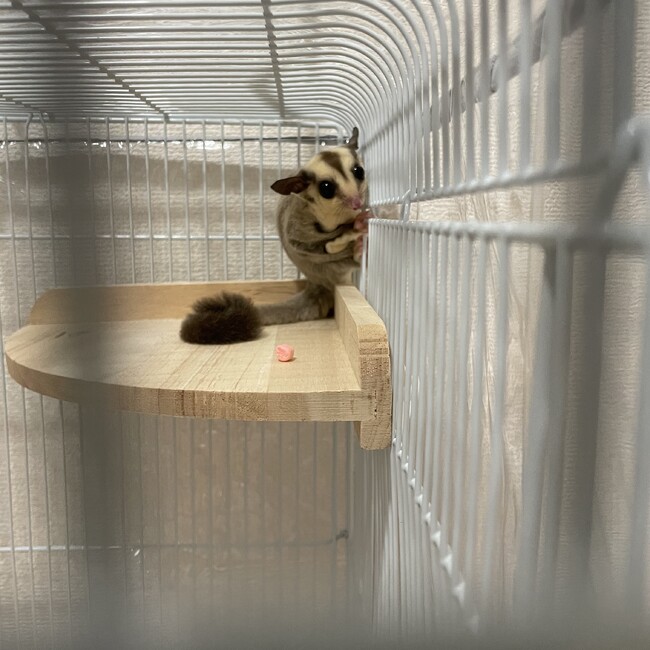 風林檎のカバー写真
