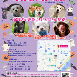 アルマ犬里親会