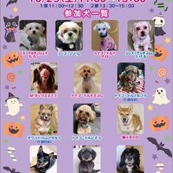 アルマ犬里親会 サムネイル2