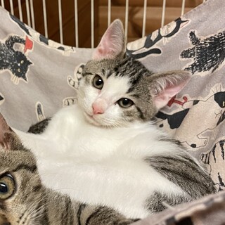 三兄弟の元気担当あんごらくん♡キジ白 2か月