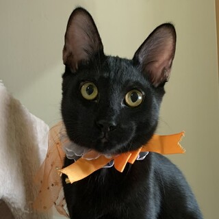 穏やかな子、先住猫さんの弟にピッタリ❣️