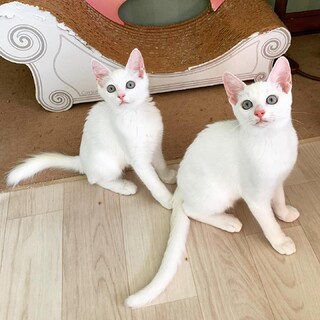 美しいブルーアイの白猫兄妹♡」茨城県 - 猫の里親募集(436177) 1枚目
