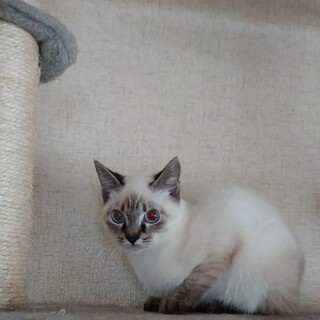 かわいいシャム風の子猫です。