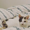 の写真
