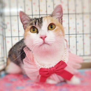 超美人のパステル三毛♡ケイちゃん