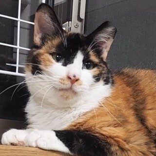 劇画調ミケ美人。地獄から救われ、まだビビり