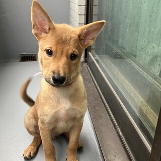 一旦募集停止この子のかわいさどうか伝わりますように