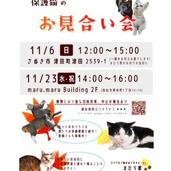 保護猫のお見合い会