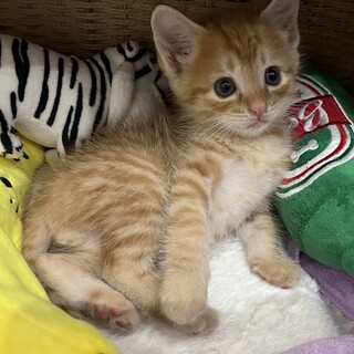 募集停止　甘え上手⭐︎茶トラセリ