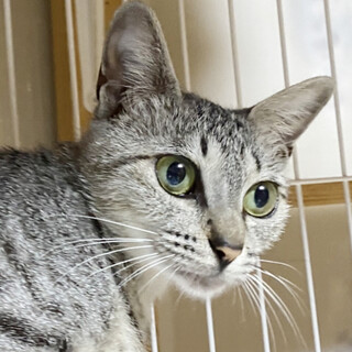 遊ぶの大好き♪サバトラ美猫 リボンちゃん