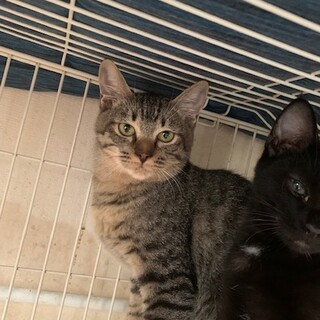 いつもドヤ顔 人馴れ修行中のべりる君