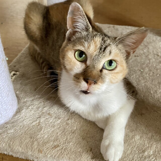人にも猫にもフレンドリー！性格抜群♪楓ちゃん