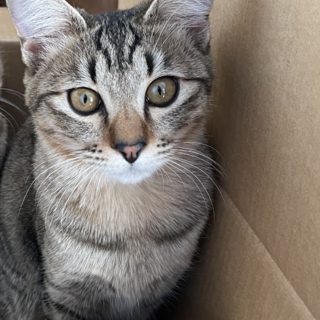 1.2歳　人懐っこい甘えん坊な猫ちゃん