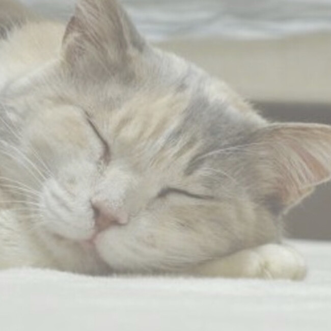 一般社団法人あにまるあいずのカバー写真