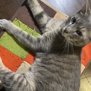 ジャブの写真