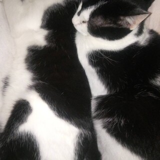 白黒コー君！緊急里親募集中！