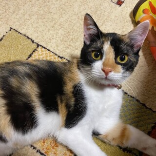 おもちゃ遊びが大好き☆ほまれちゃん