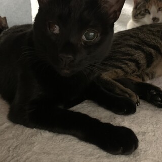 遊ぶのは大好き、お転婆な女の子ネネ　4歳