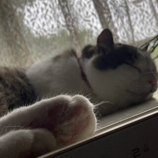 可愛がってくださる方募集