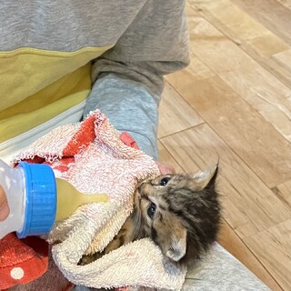 母猫が戻ってきません
