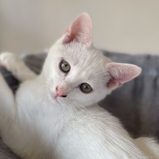 綺麗な白⭐︎兄妹揃って困り顔もcute男子とわ