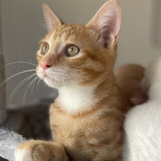 綺麗なオレンジ⭐︎困り顔もcuteな茶白男子りき