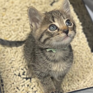 可愛い甘えん坊⭐︎キジトラ男子銀太