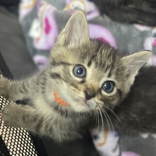 ナレナレどっちも可愛い⭐︎キジトラ男子金太