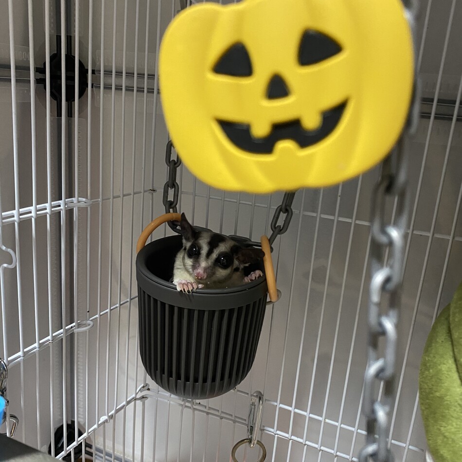ふうちゃんのカバー写真