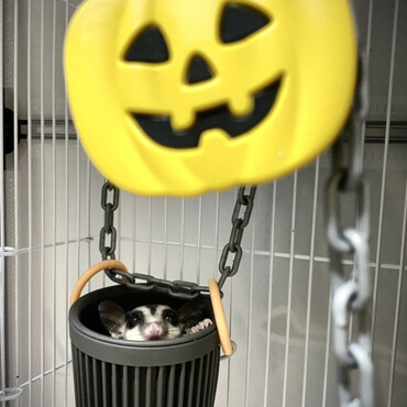 かぼちゃを恐れるブランコ女児