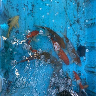 誰か飼育していただけませんか？