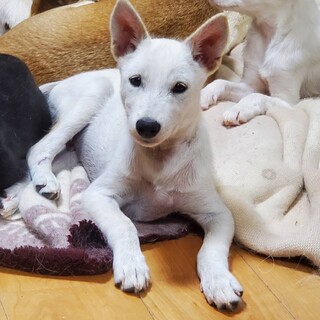 生後約3ヶ月の子犬の里親緊急募集