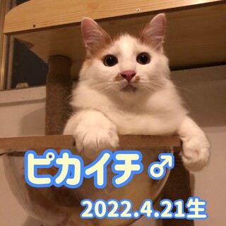 ♡ピカイチ♡