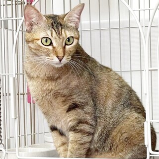 希少カラー麦わら★スリゴロ美猫のニーナ