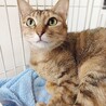 希少カラー麦わら★スリゴロ美猫のニーナ サムネイル2