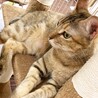 希少カラー麦わら★スリゴロ美猫のニーナ サムネイル4