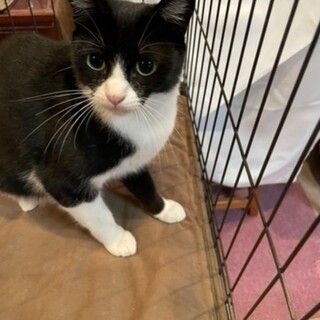 ２歳の人懐っこいメス猫ちゃんの里親になりませんか？
