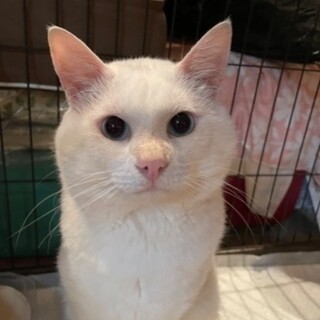 人懐こいユキちゃんの里親募集中 （病気あり）