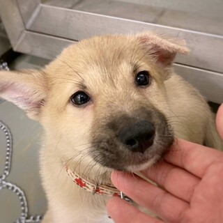 【相談中】かわいい子犬　しもたろうくん　2ヶ月