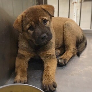 【相談中】かわいい子犬　みなうみちゃん　2ヶ月