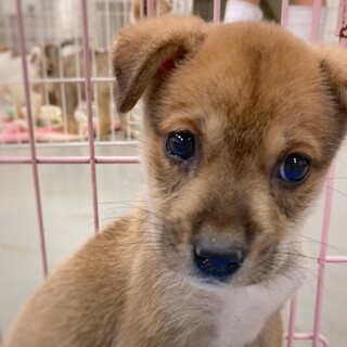 かわいい子犬　おおきちくん　2ヶ月