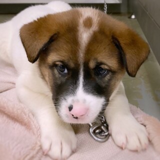 【相談中】かわいい子犬　あじはなちゃん　2ヶ月