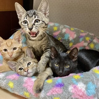 個別掲載の為終了　かわいい4兄弟3ヶ月弱