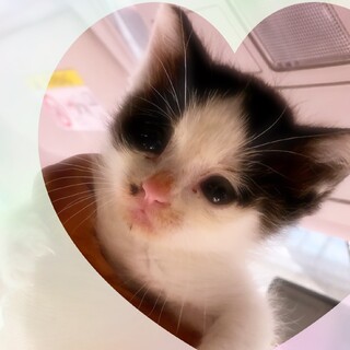 ありがとうございました★小さな白黒　ルルちゃん