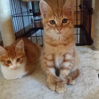 元気いっぱいの４兄妹です。