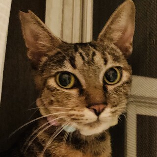 ⑦秋子　2歳　メス　キジトラ　穏やか