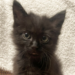 惚れます❤️イケてる黒猫男子炭丸