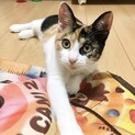 人も猫も大好きな甘えん坊♡ フェンネルちゃん